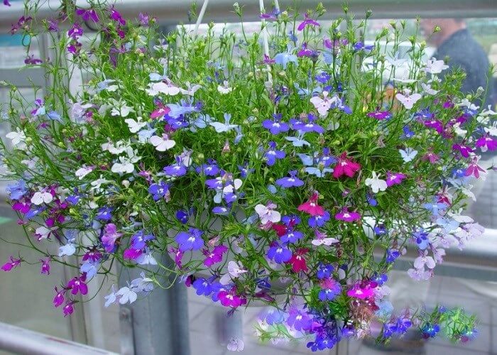 cây phong thủy trồng ngoài ban công- hoa thuý điệp