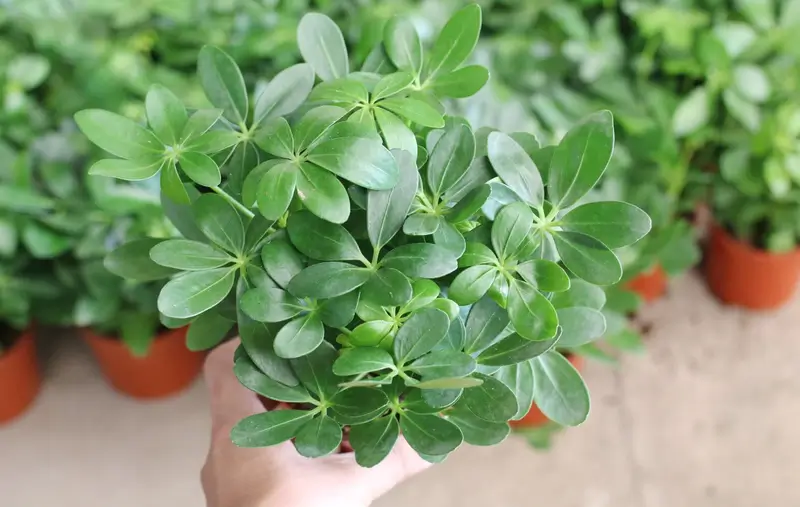 cây phong thủy trồng ngoài ban công- cây ngũ gia bì
