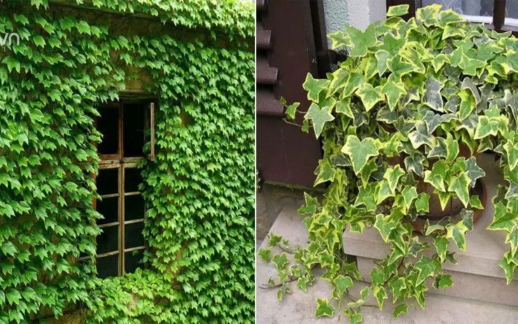 cây phong thủy trồng ngoài ban công- cây hoa thường xuân