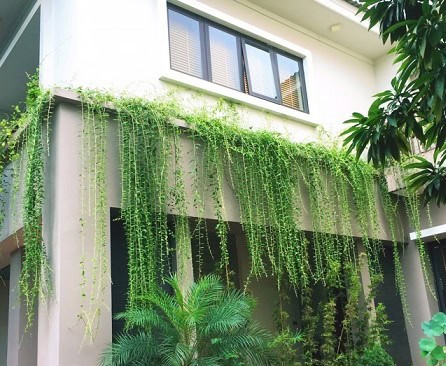 Cây phong thuỷ trồng ngoài ban công- những cây phong thuỷ trồng ngoài ban công phổ biến