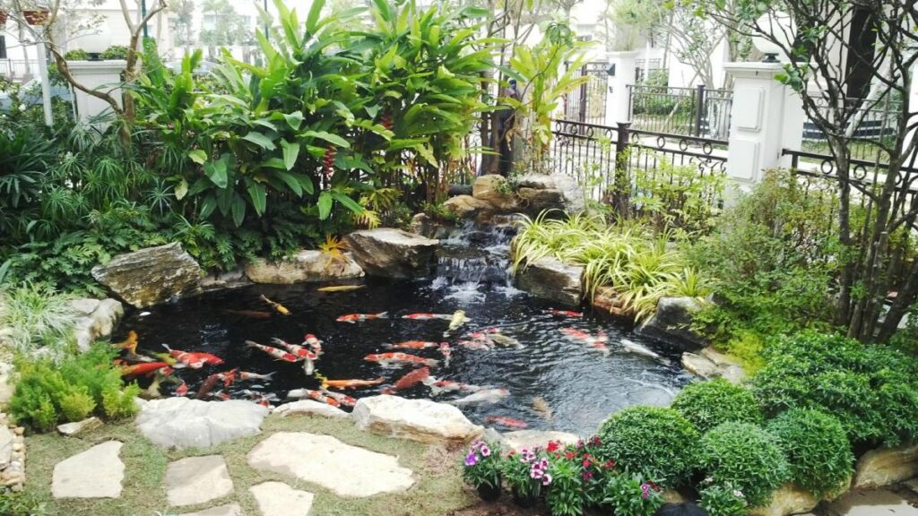 Vị trí đặt hồ cá ngoài sân- Vì sao nên đặt hồ cá ngoài trời