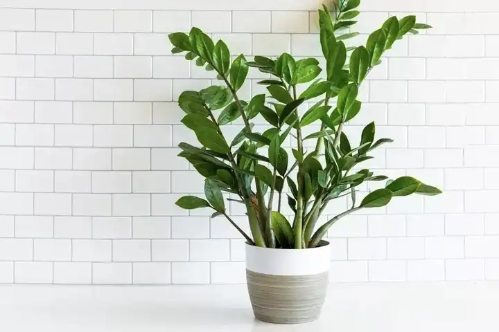 Cây phong thuỷ trồng ngoài ban công- Những cây phong thủy trồng ngoài ban công phổ biến
